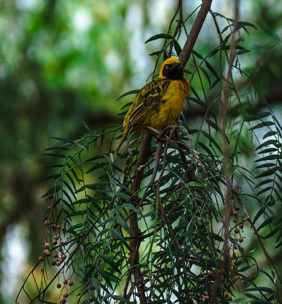 bird_watching.png